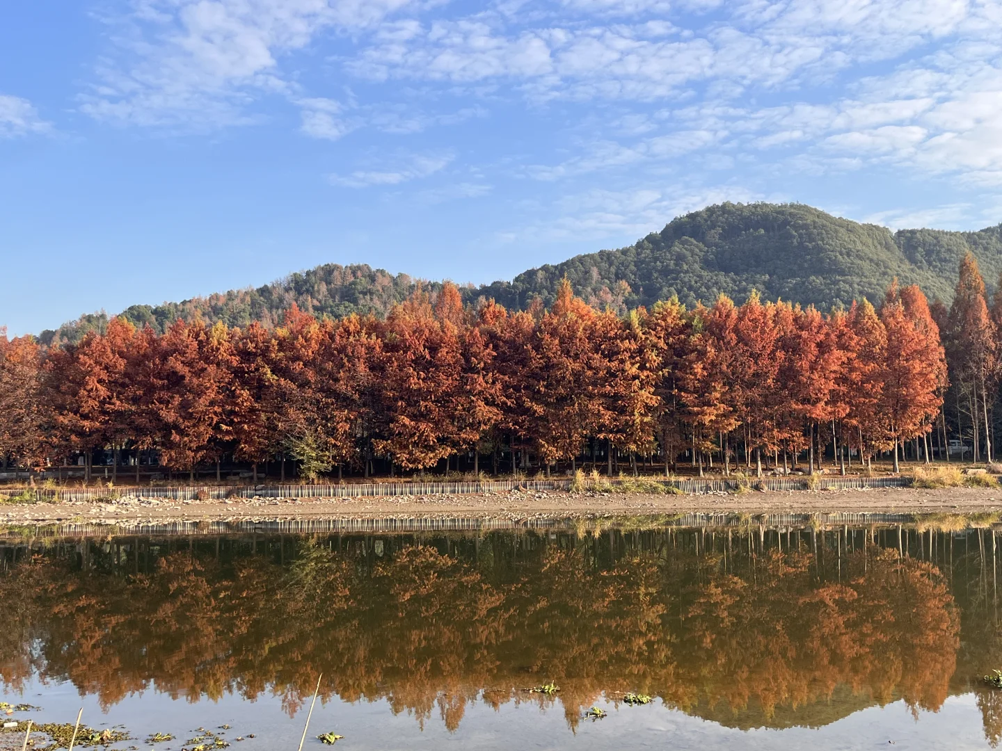 灵湖，我愿在这度过春夏秋冬🍁
