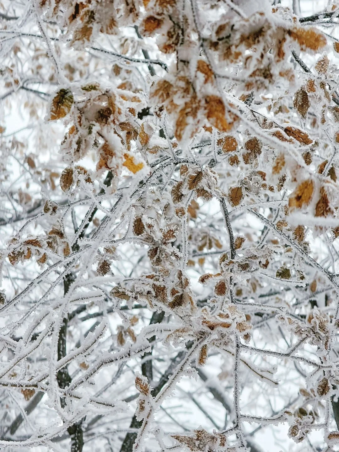 12.14郴州现状！冷到崩溃😫打算来的速看