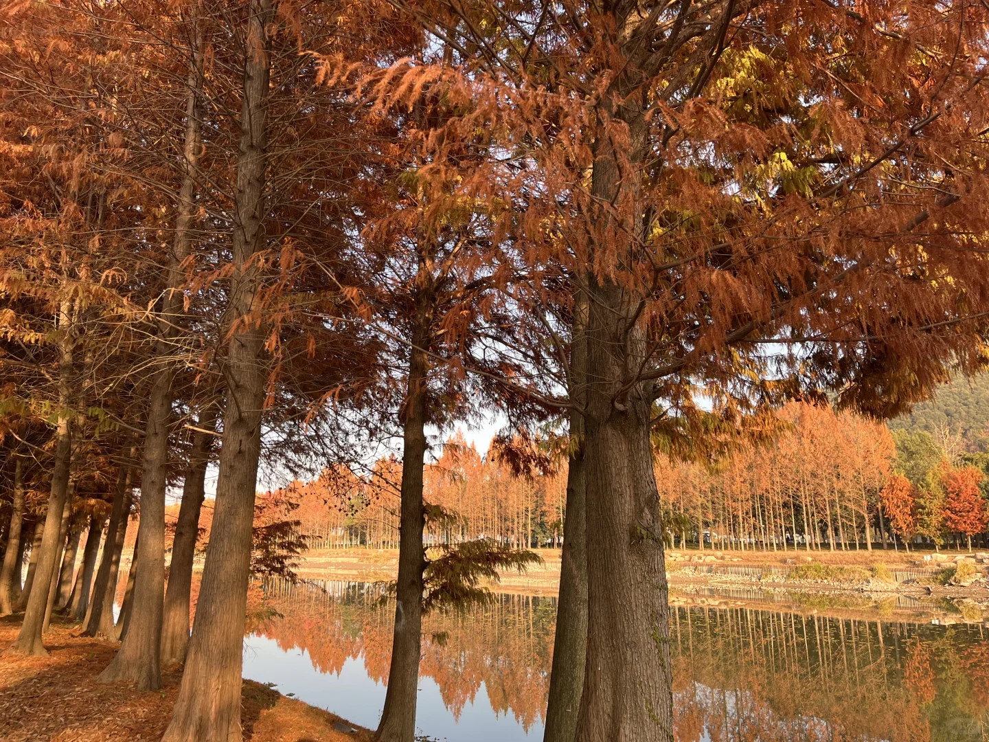 灵湖，我愿在这度过春夏秋冬🍁