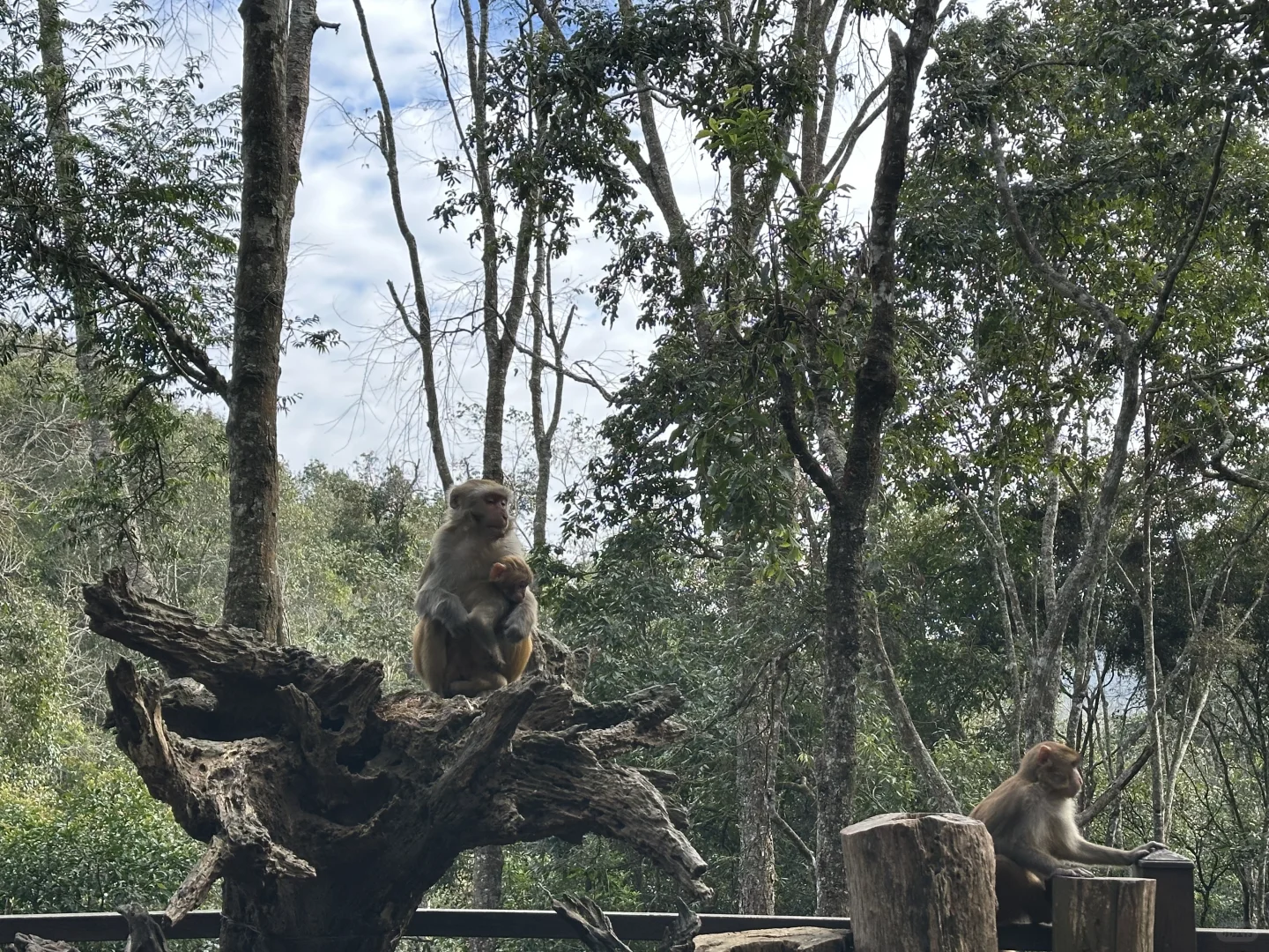 普洱🌿在自然里与小熊猫白犀牛玩耍