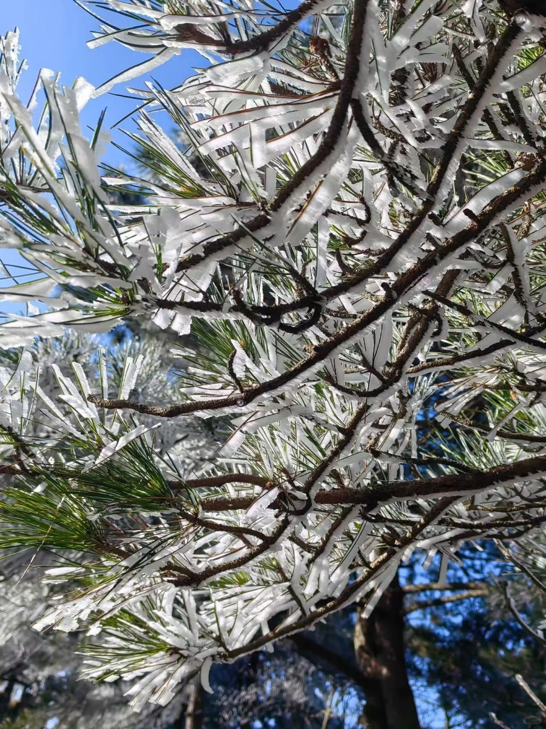 12.14📍累惨😭去莽山真心不建议去西门