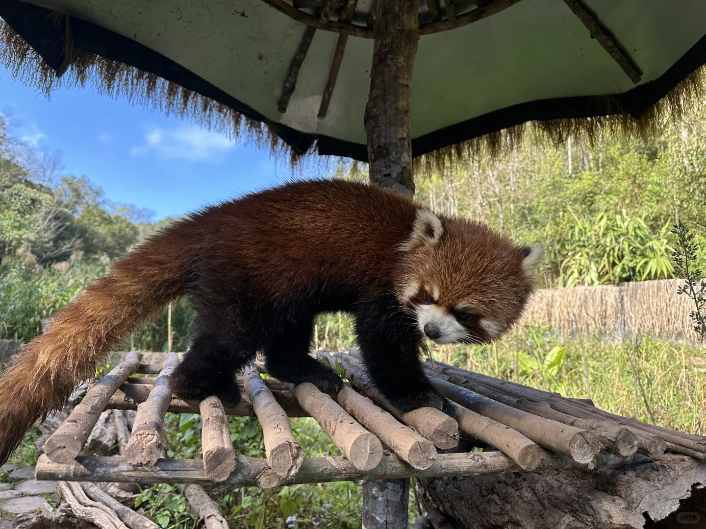 普洱🌿在自然里与小熊猫白犀牛玩耍