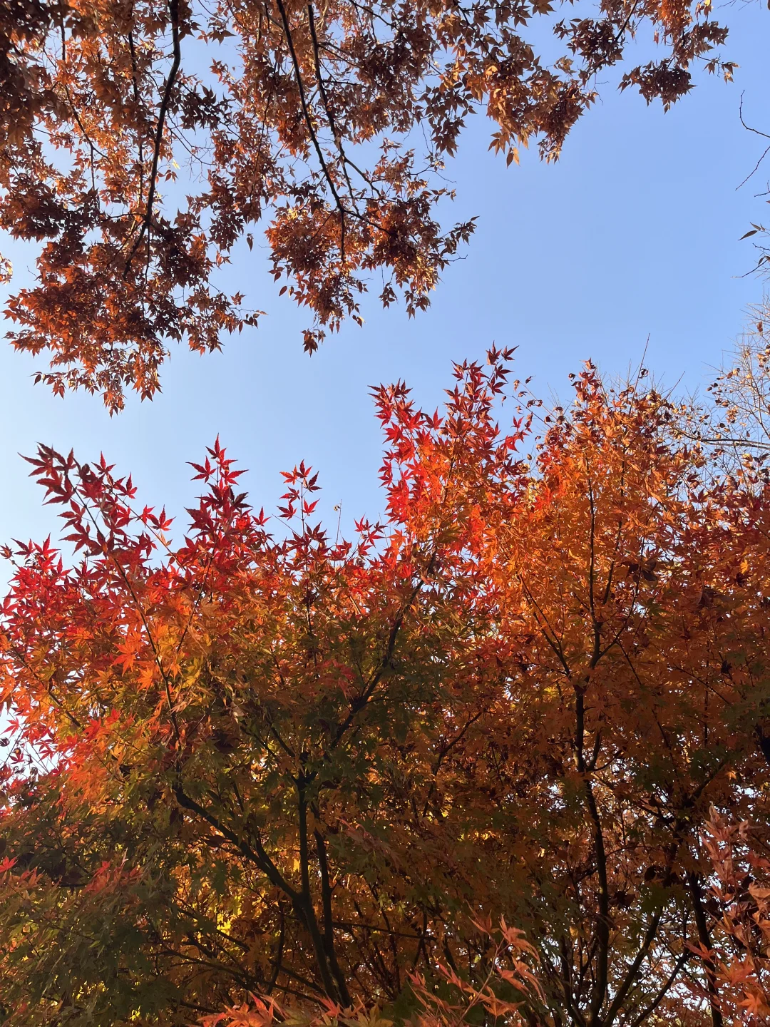 灵湖，我愿在这度过春夏秋冬🍁