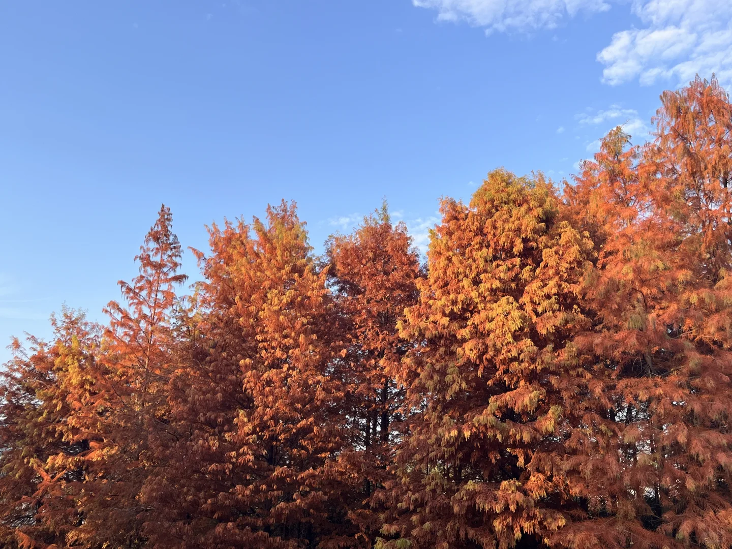 灵湖，我愿在这度过春夏秋冬🍁