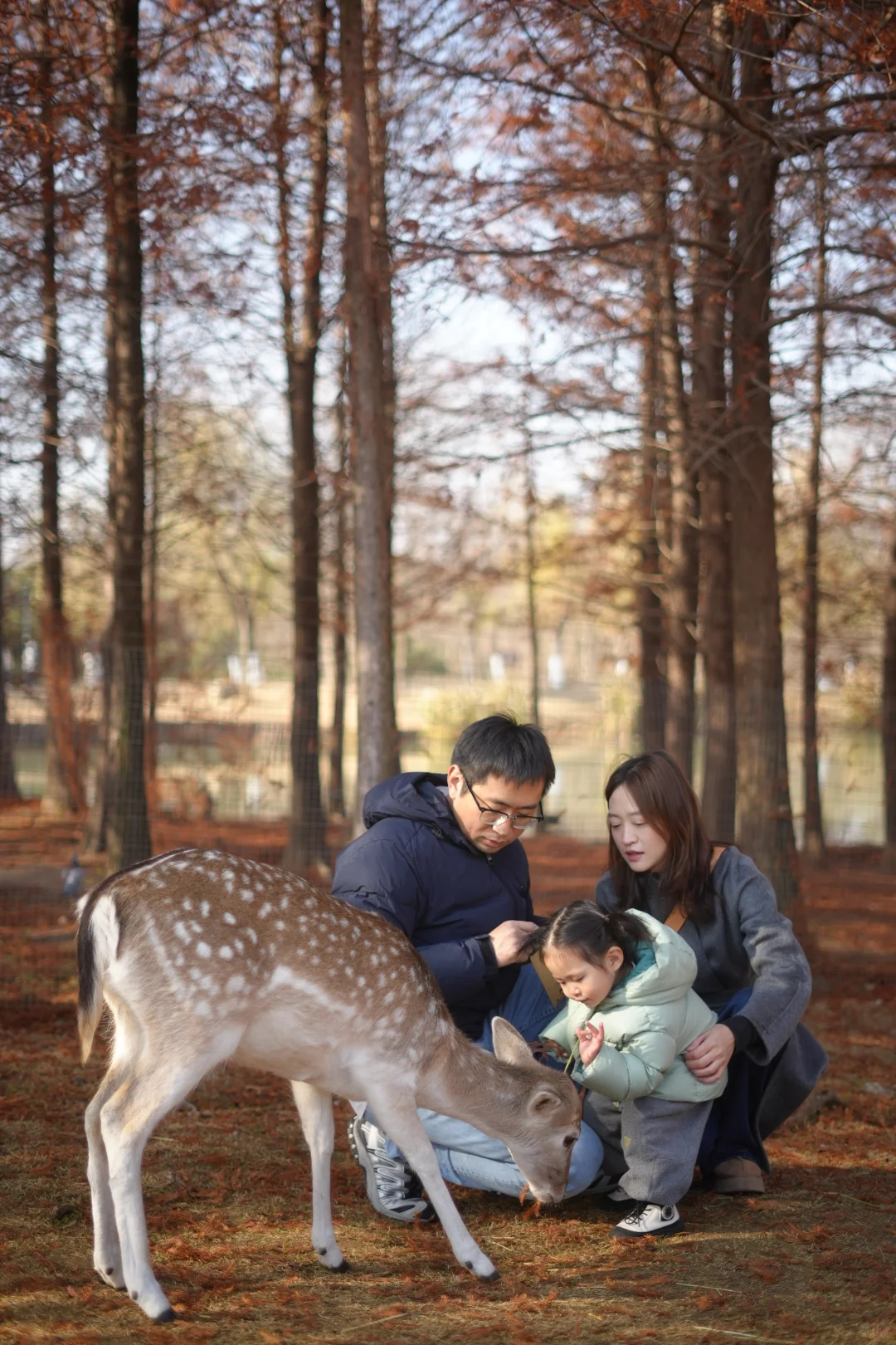 看小鹿一定要去奈良？才不是！