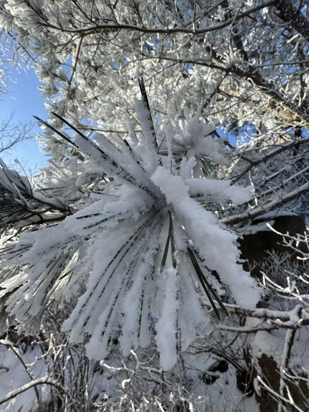 12.14📍累惨😭去莽山真心不建议去西门
