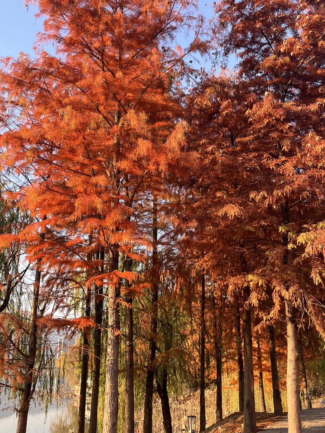 灵湖，我愿在这度过春夏秋冬🍁