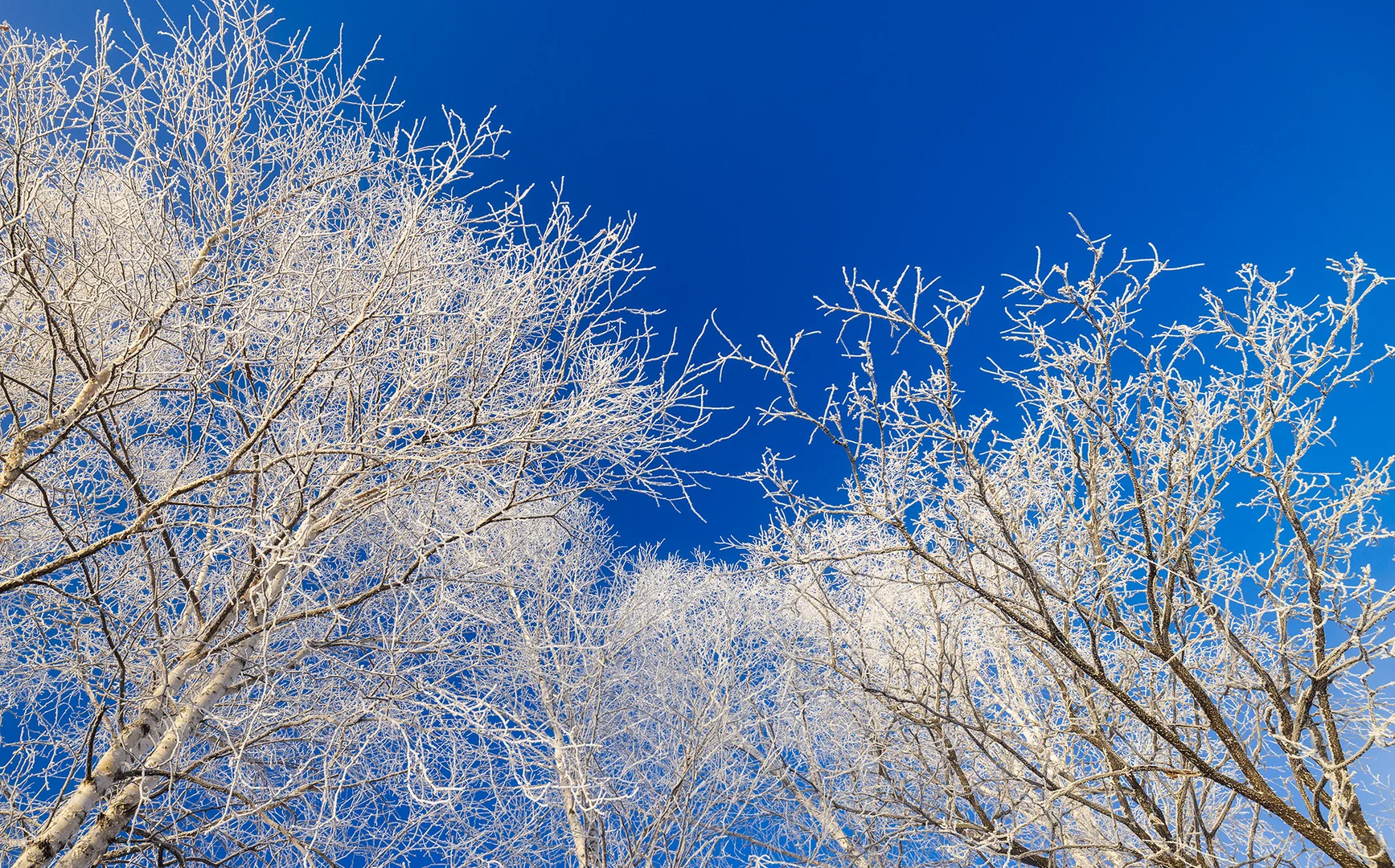 零下30℃的冰雪雾凇童话世界