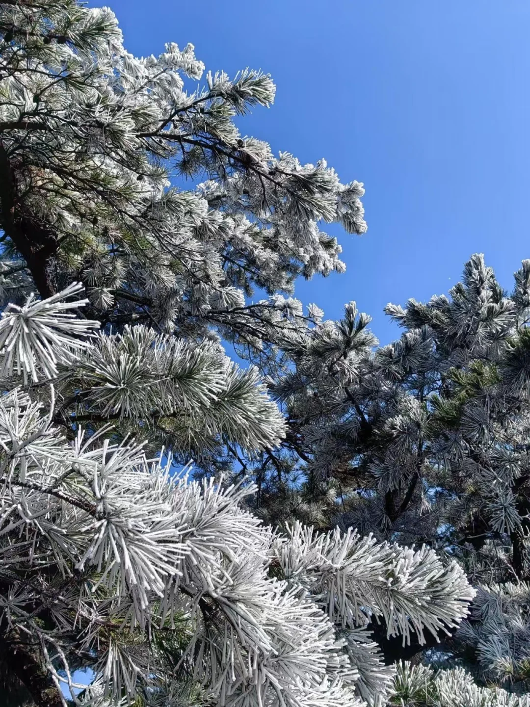 12.14📍累惨😭去莽山真心不建议去西门