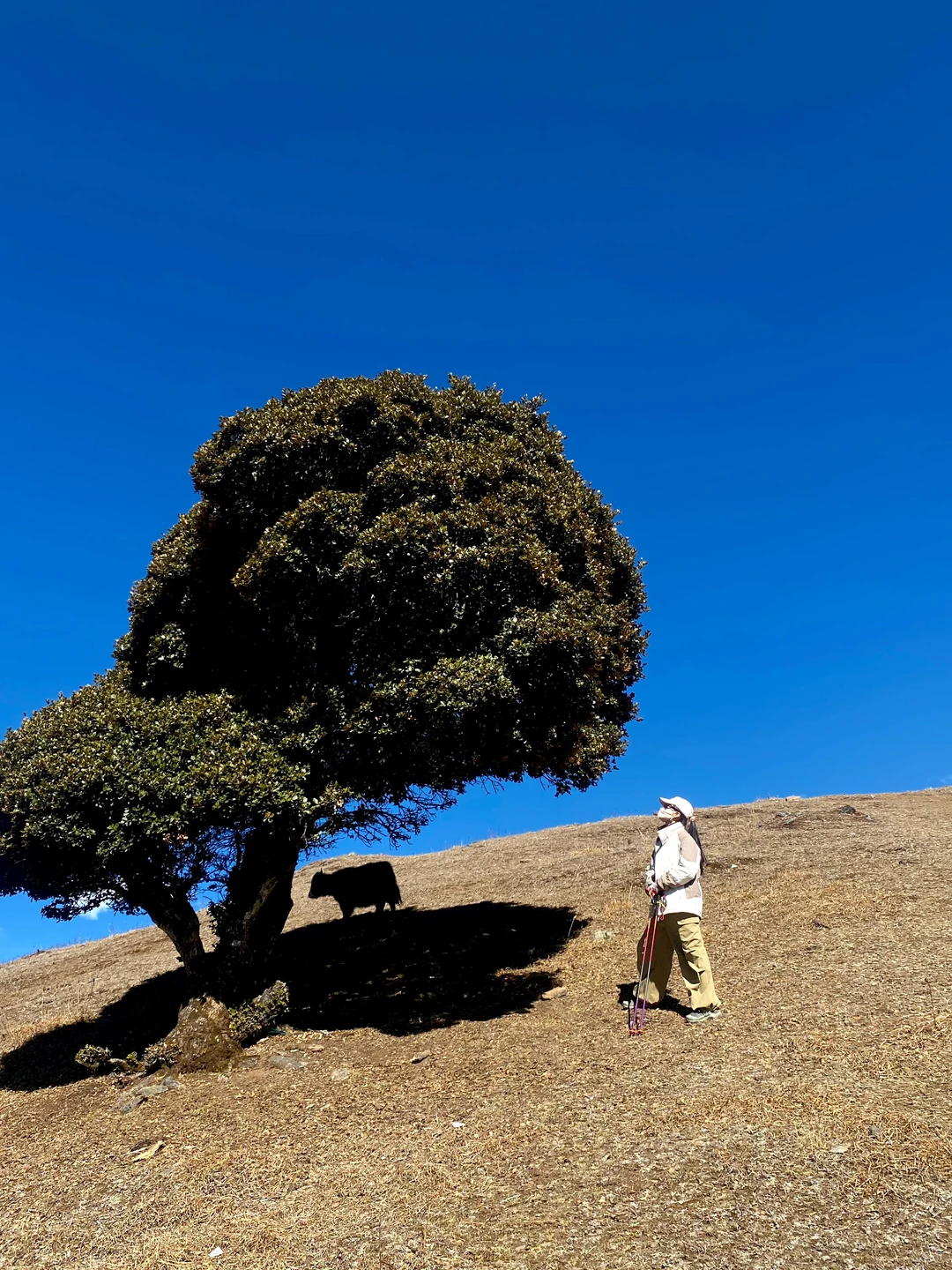 老药山！一起摆烂的一天、哈哈