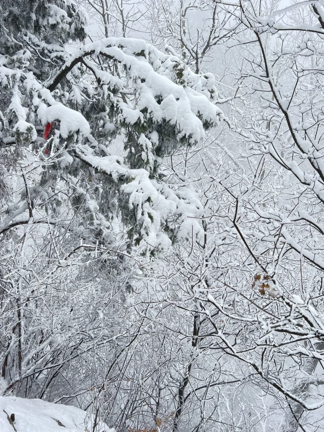 12.14郴州现状！冷到崩溃😫打算来的速看