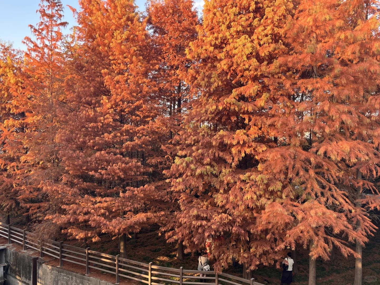 灵湖，我愿在这度过春夏秋冬🍁