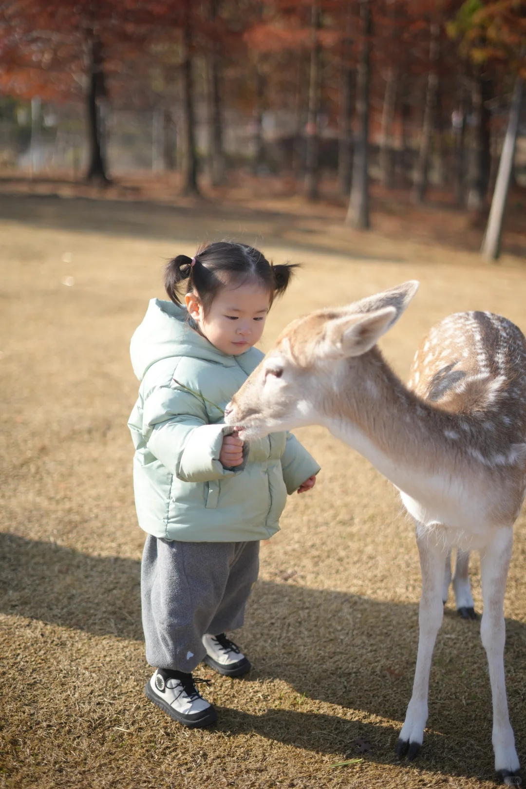 看小鹿一定要去奈良？才不是！