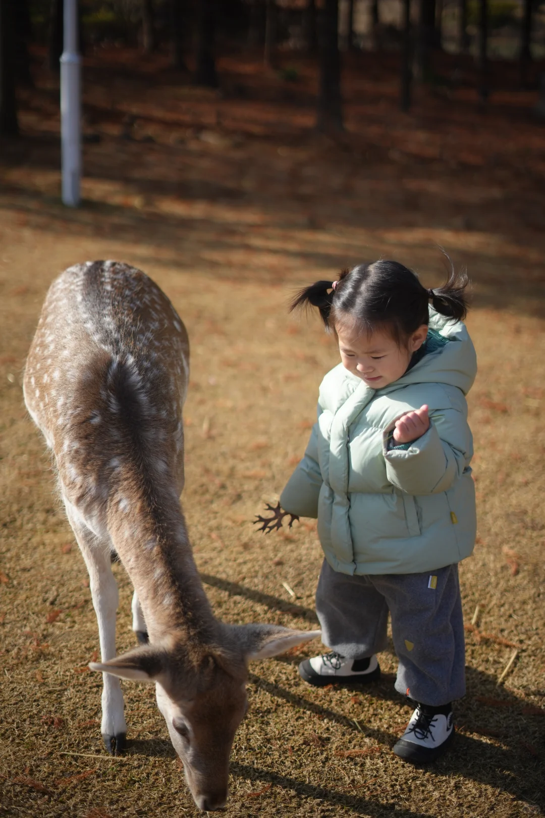 看小鹿一定要去奈良？才不是！
