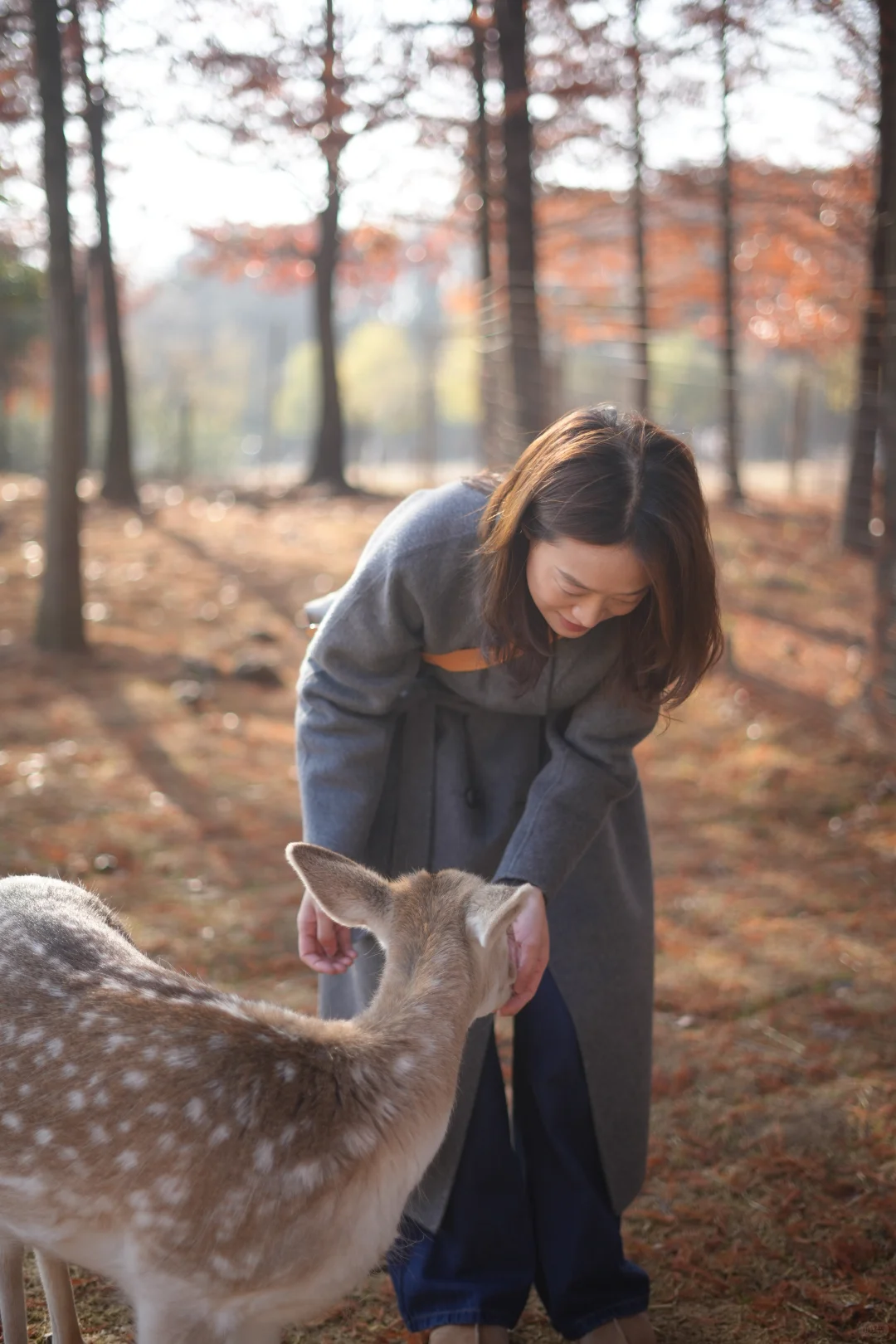 看小鹿一定要去奈良？才不是！