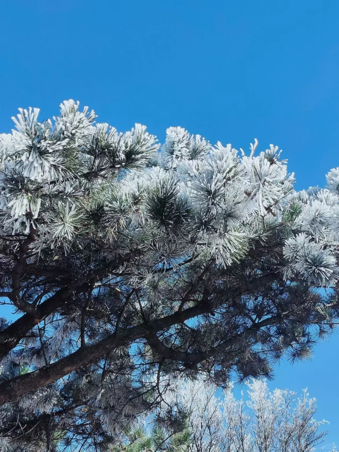 12.14📍累惨😭去莽山真心不建议去西门