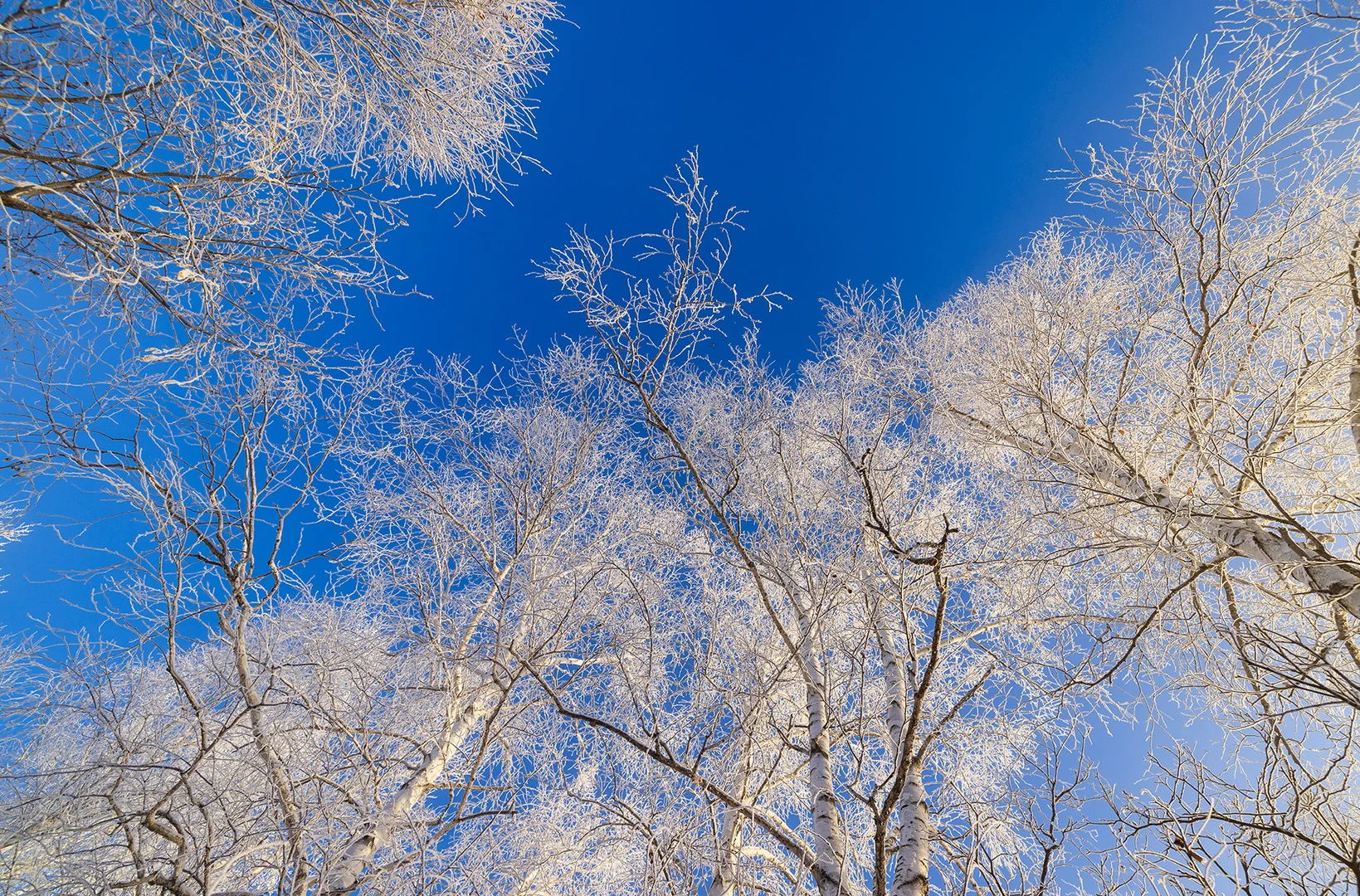 零下30℃的冰雪雾凇童话世界