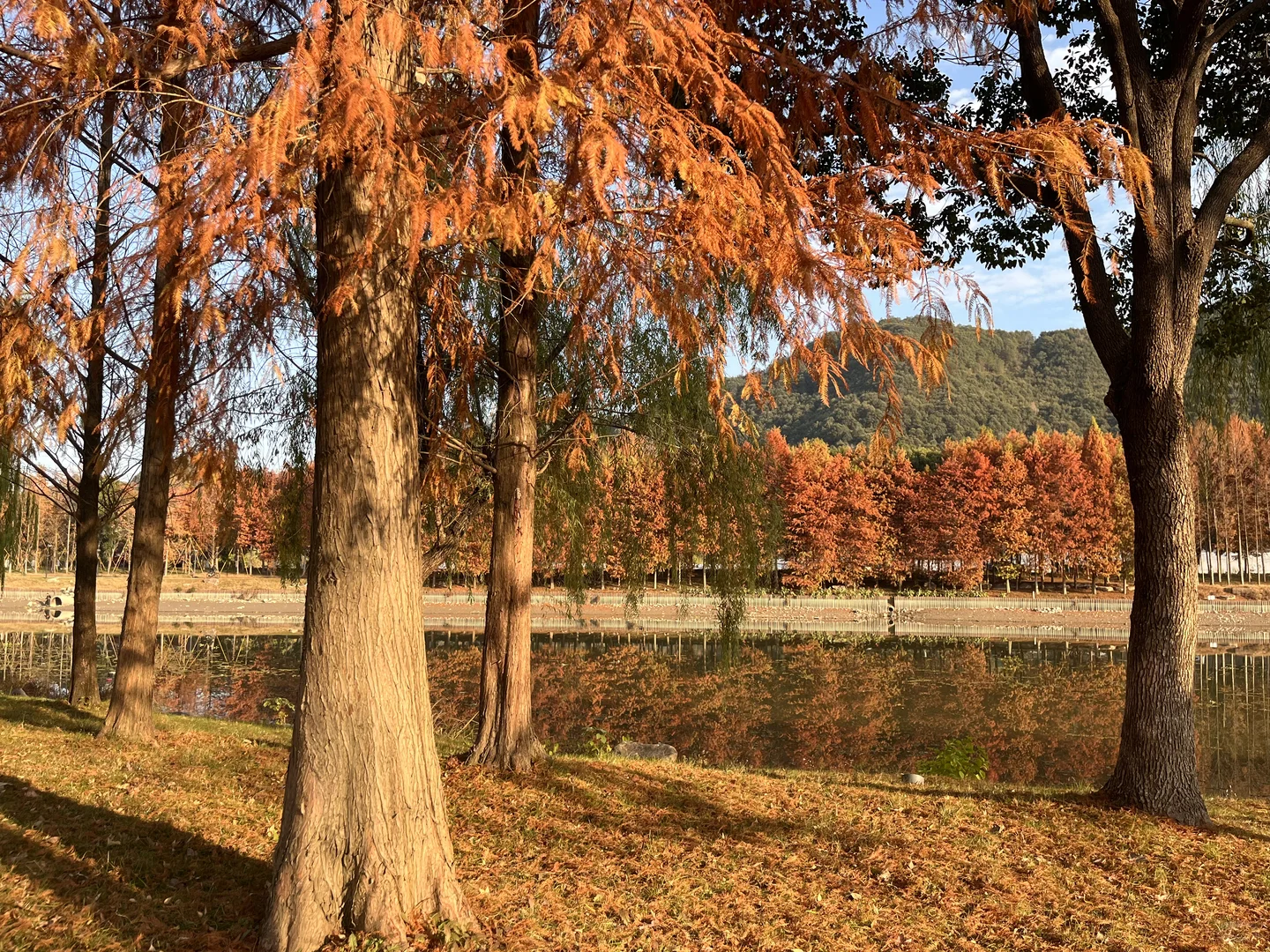 灵湖，我愿在这度过春夏秋冬🍁