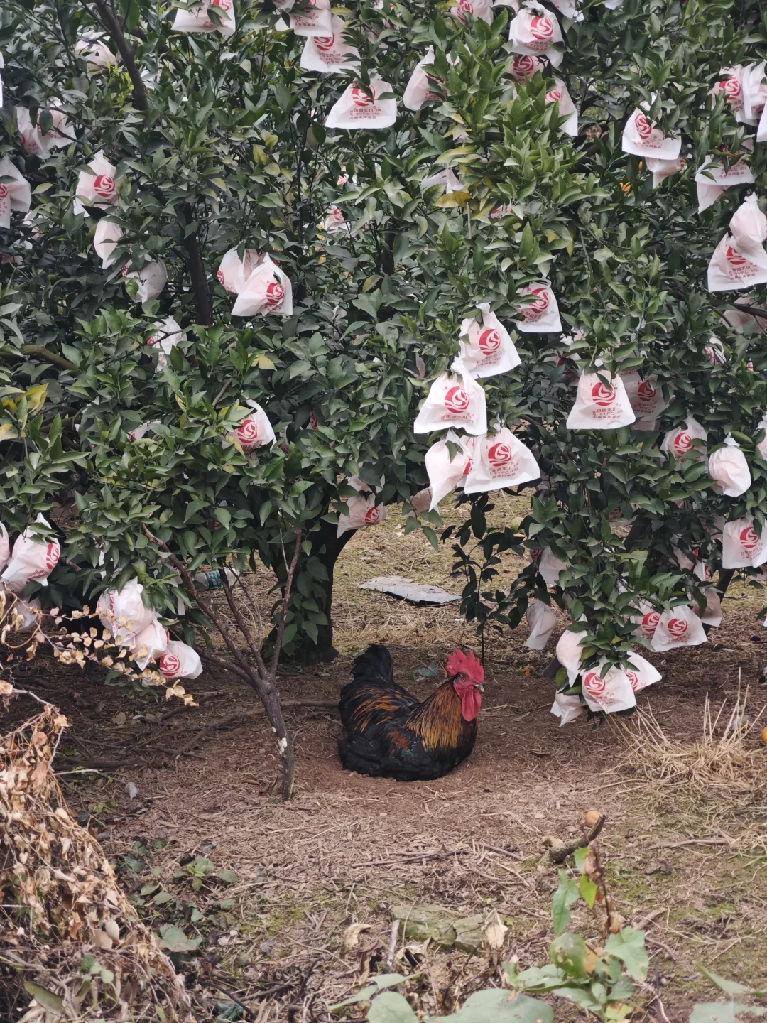 山顶的风景得自己去看看·蒲江长秋山
