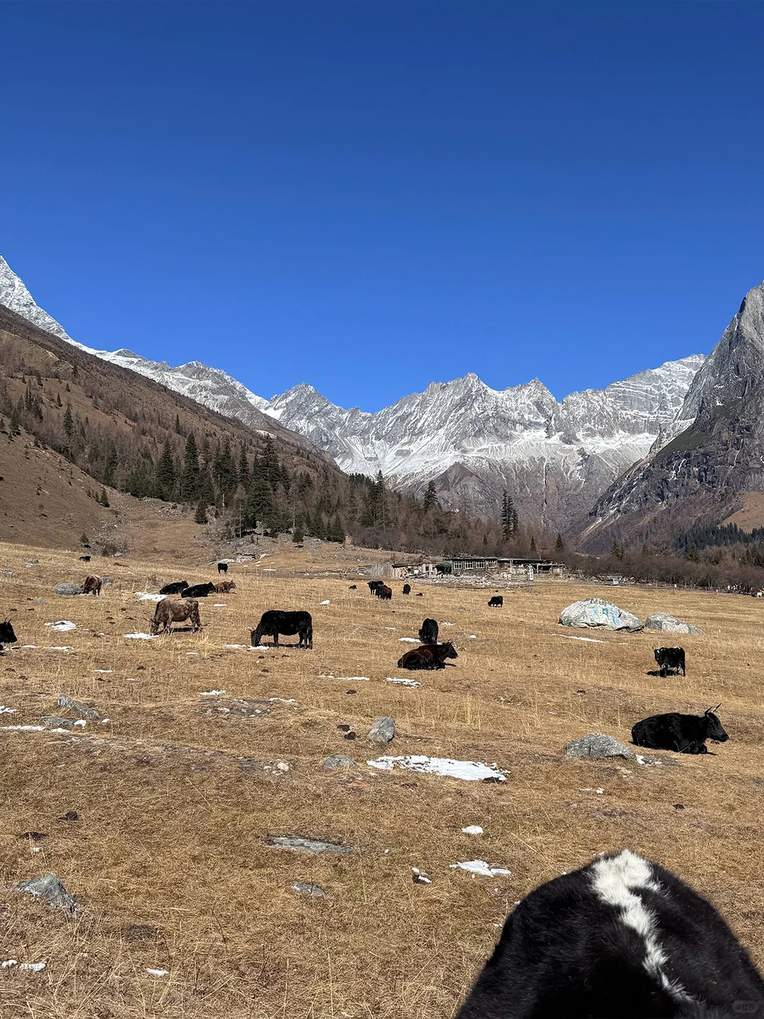 12.5📍四姑娘山豪赌成功!两日游才💰328