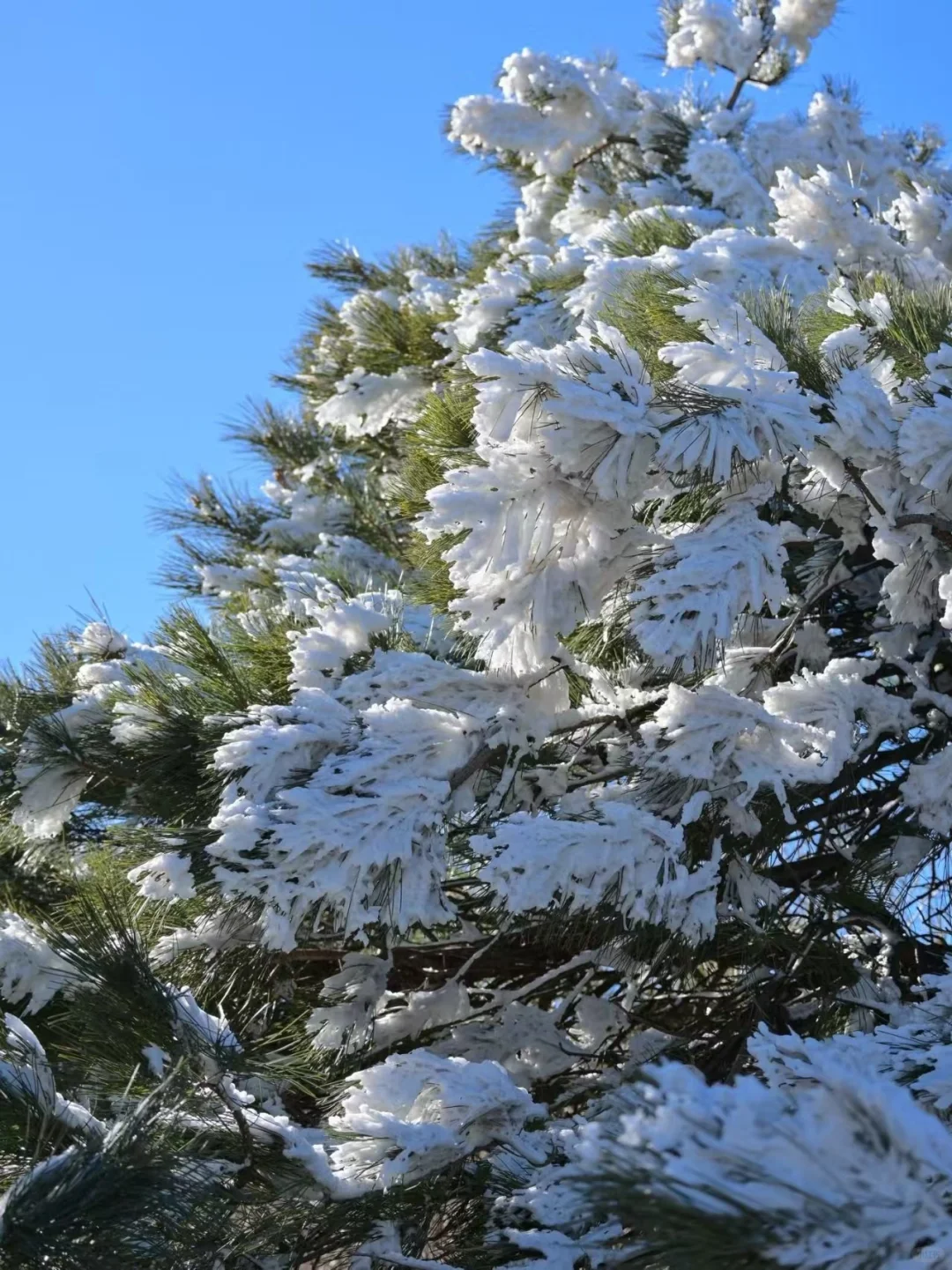 12.14📍累惨😭去莽山真心不建议去西门