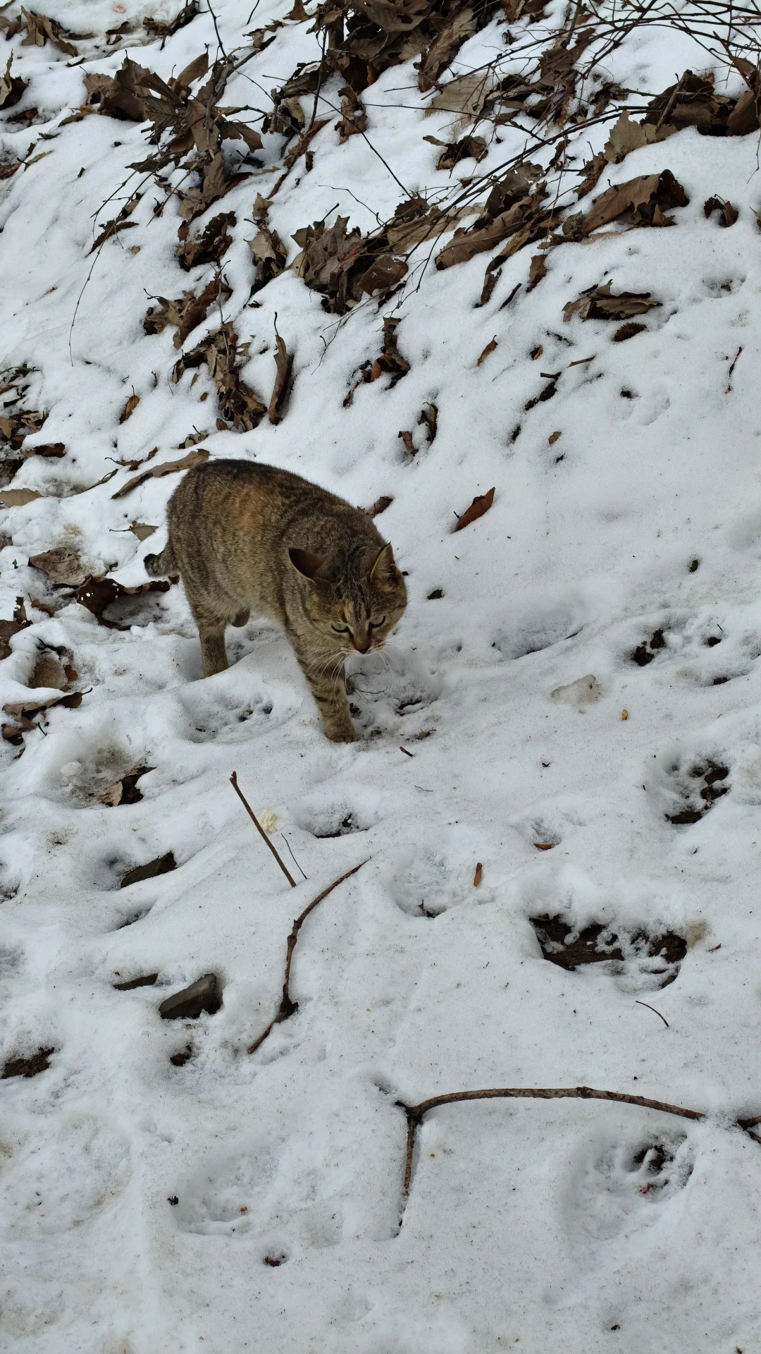 终南山南五台包好看