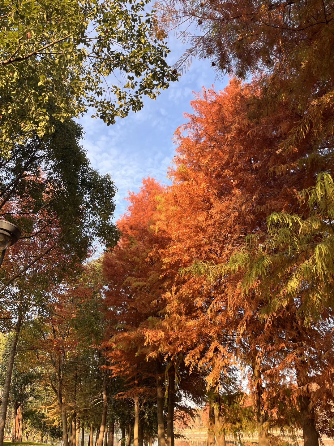 灵湖，我愿在这度过春夏秋冬🍁