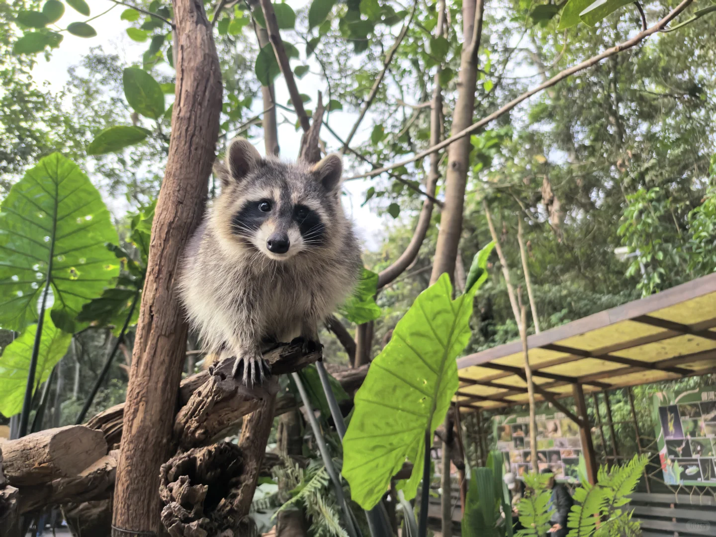 普洱🌿在自然里与小熊猫白犀牛玩耍