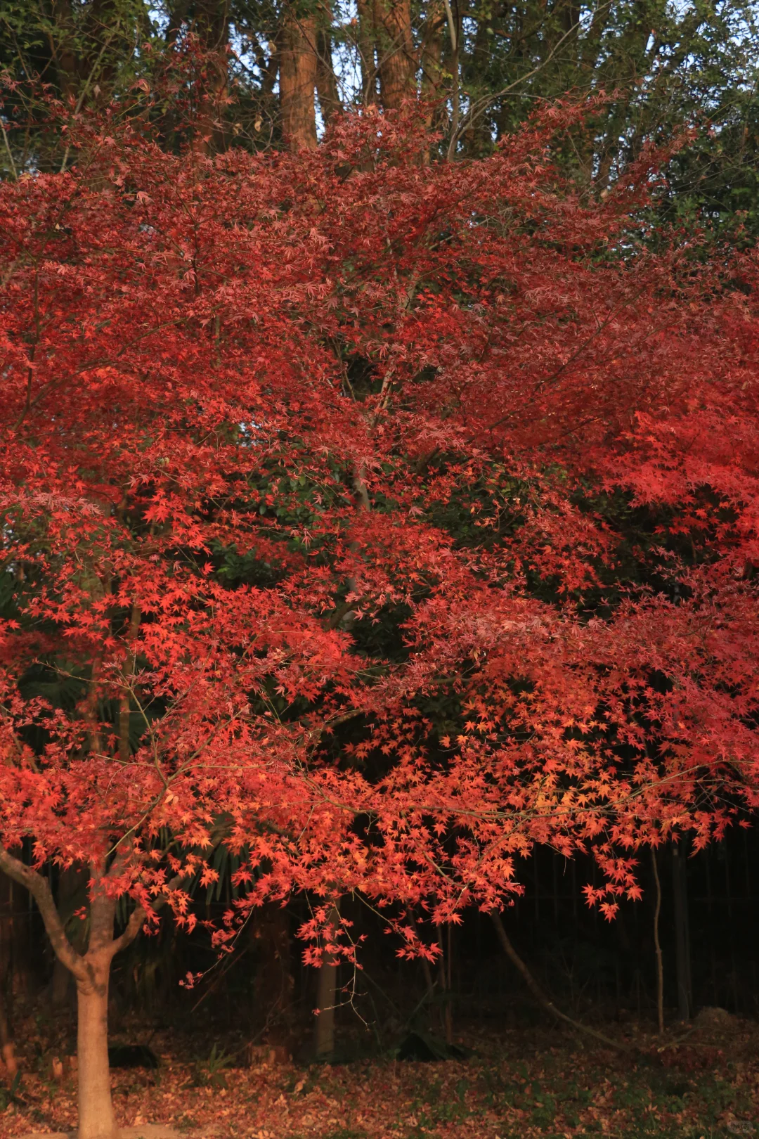 广东佬南京苏州旅游一星期总结