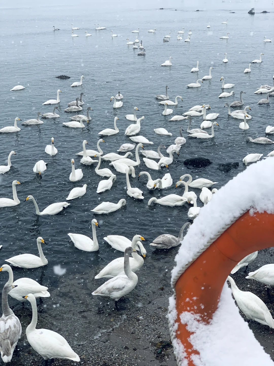 12.3威海实况，雪后的天鹅湖美得像童话❄️