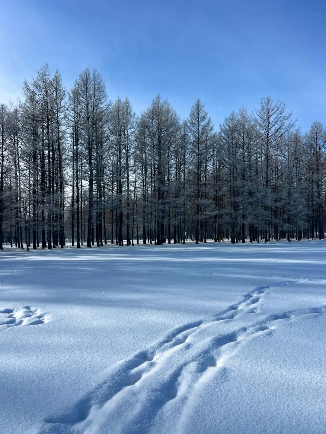 2025 年元旦好去处🎉阿尔山三日保姆级攻略
