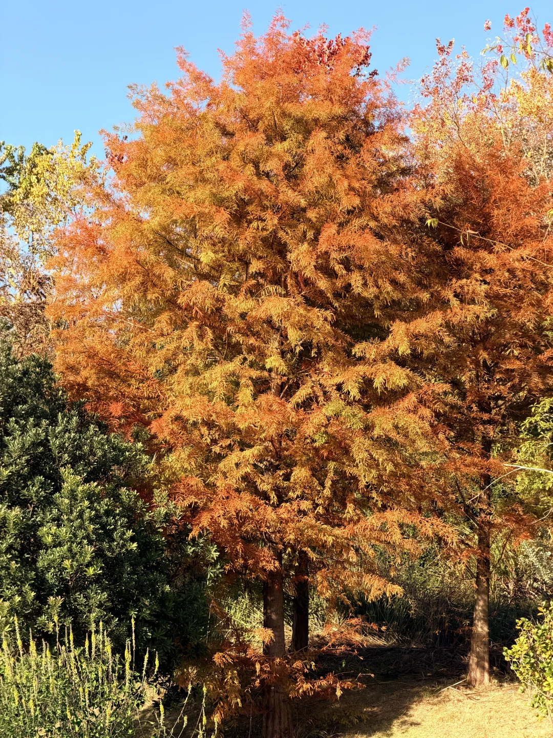 福建文旅，我劝你多宣传宣传古田翠屏湖！超美