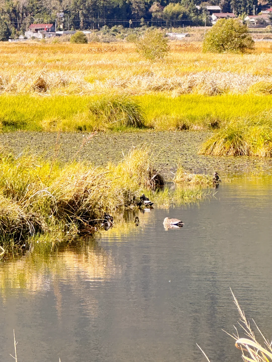 我们都喜欢玩不一样的地形 | 腾冲北海湿地
