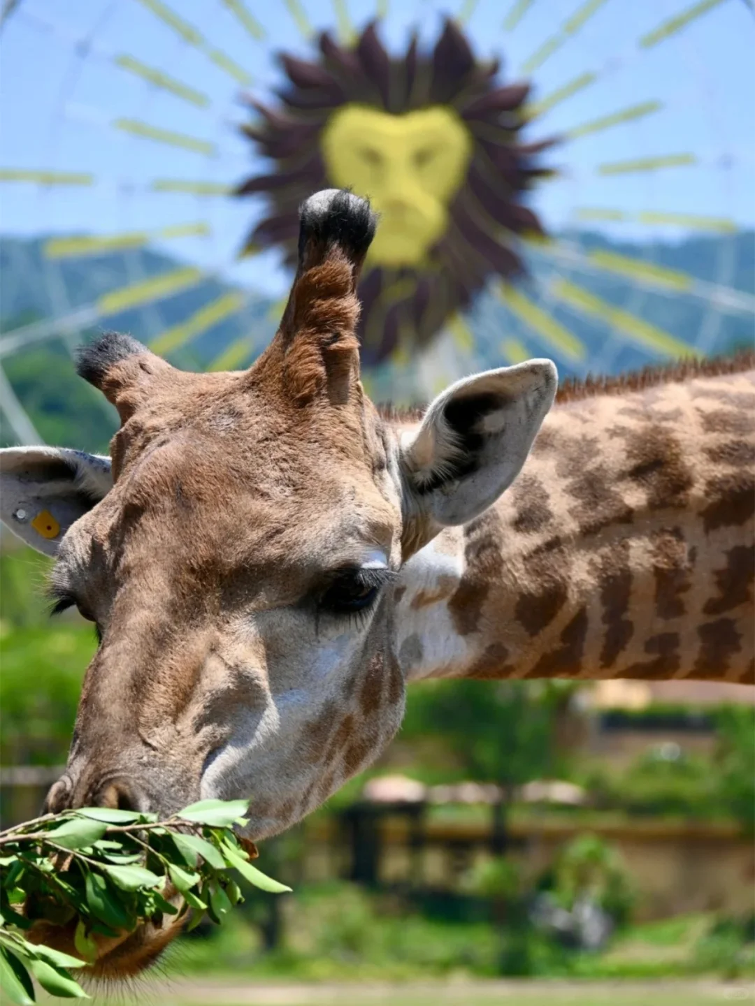 998起玩转长隆｜别再当冤大头单买门票了！