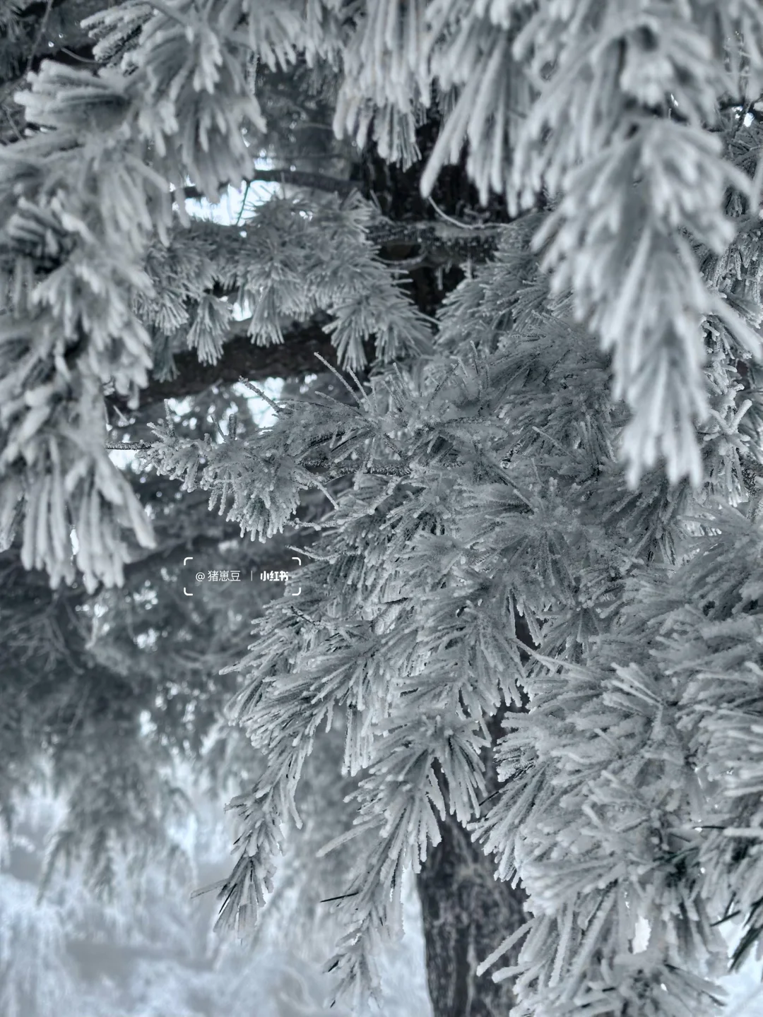 12🈷️！冬天的连云港！怎么玩！怎么吃！