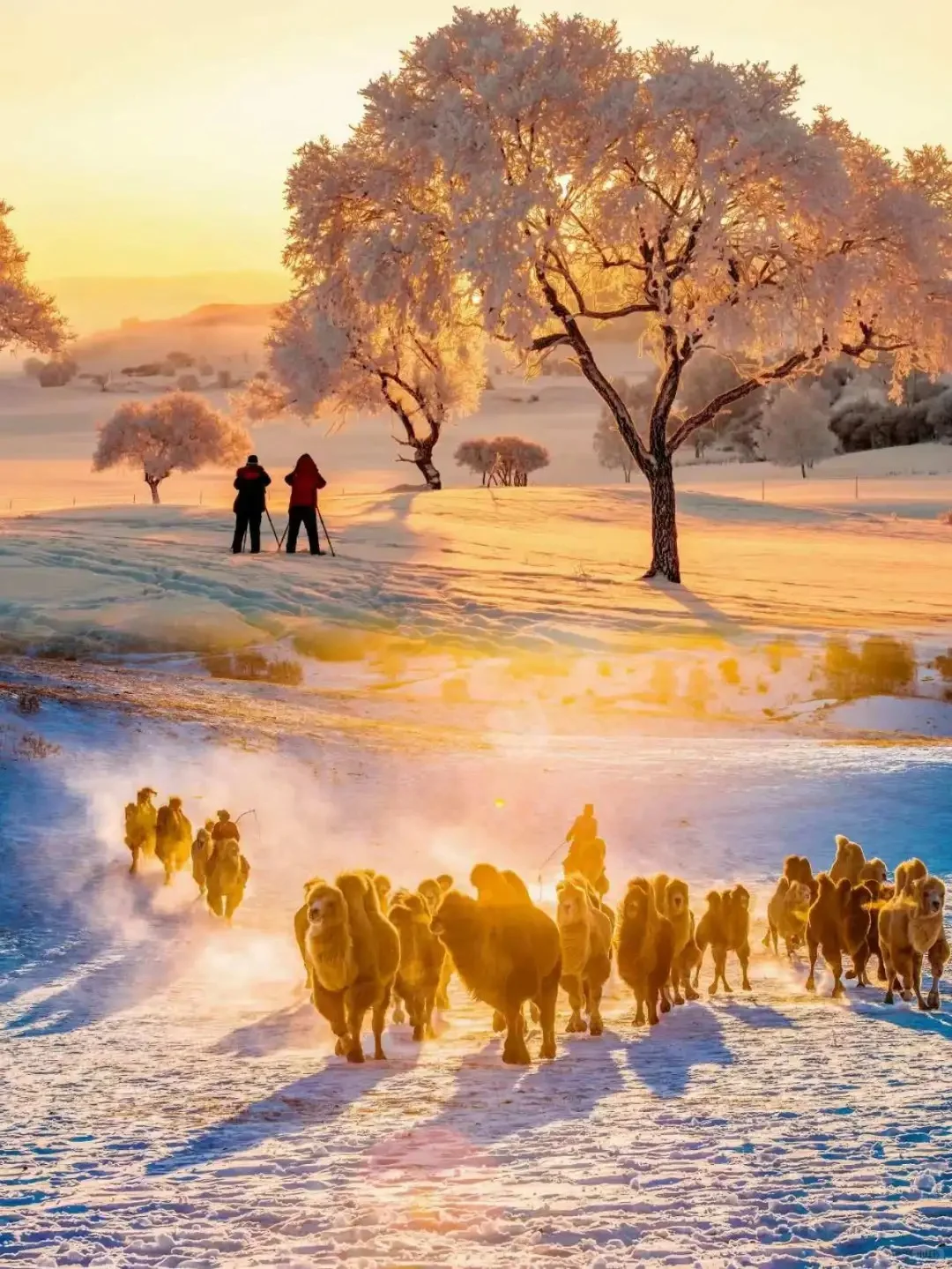 草原美食+纯玩|乌兰布统攻略