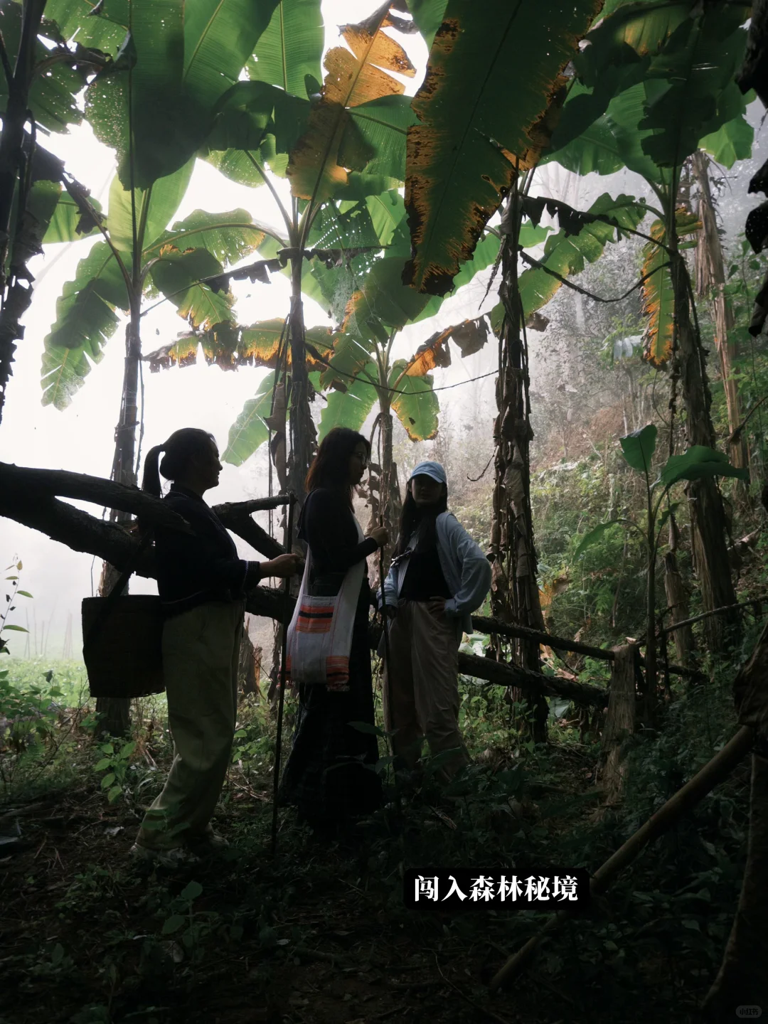 本地人带玩就是景迈山最好的体验方式