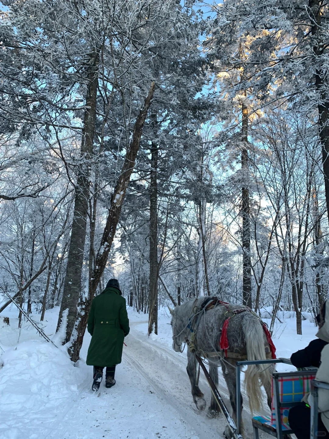 来雪岭玩千万别坐雪地摩托和马拉爬犁！！