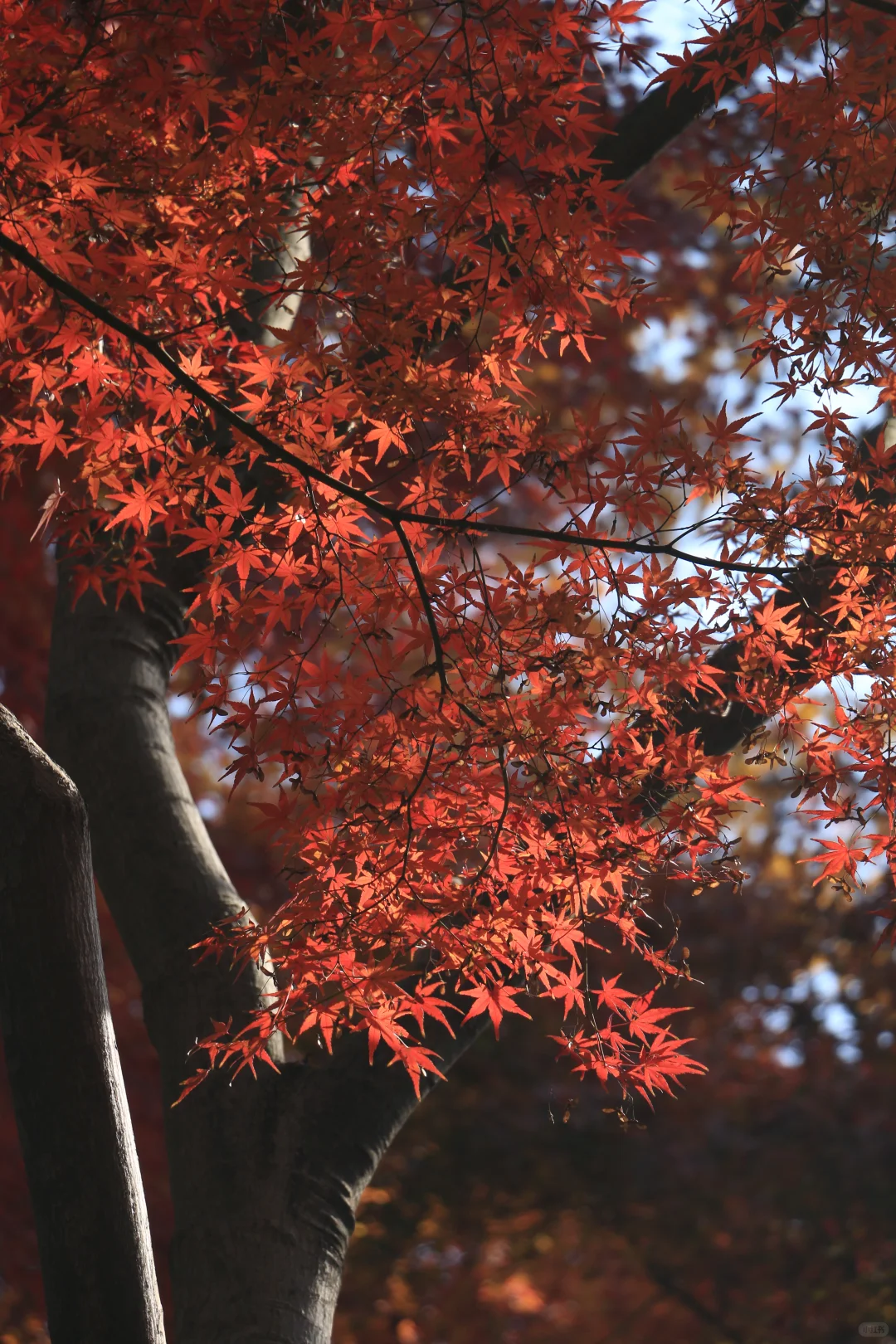 广东佬南京苏州旅游一星期总结