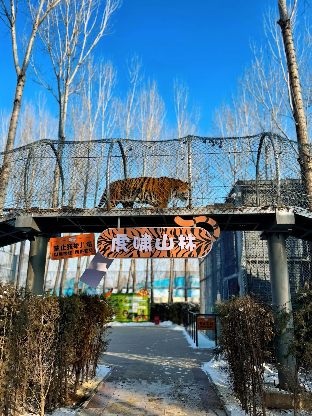 二刷虎乐园，娃玩到天黑不肯回家