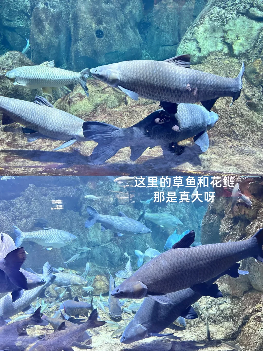 2岁娃长隆飞船乐园，随性游～