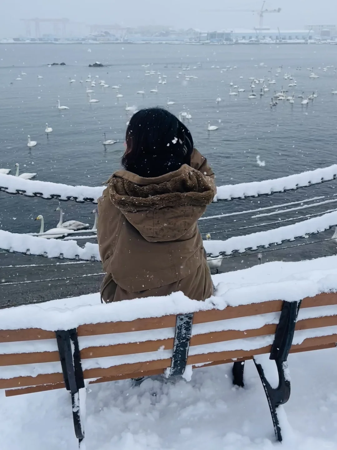 12.3威海实况，雪后的天鹅湖美得像童话❄️