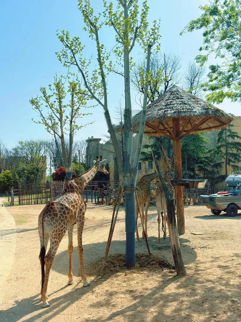 银基动物王国淡季爽到飞起🌟保姆级攻略