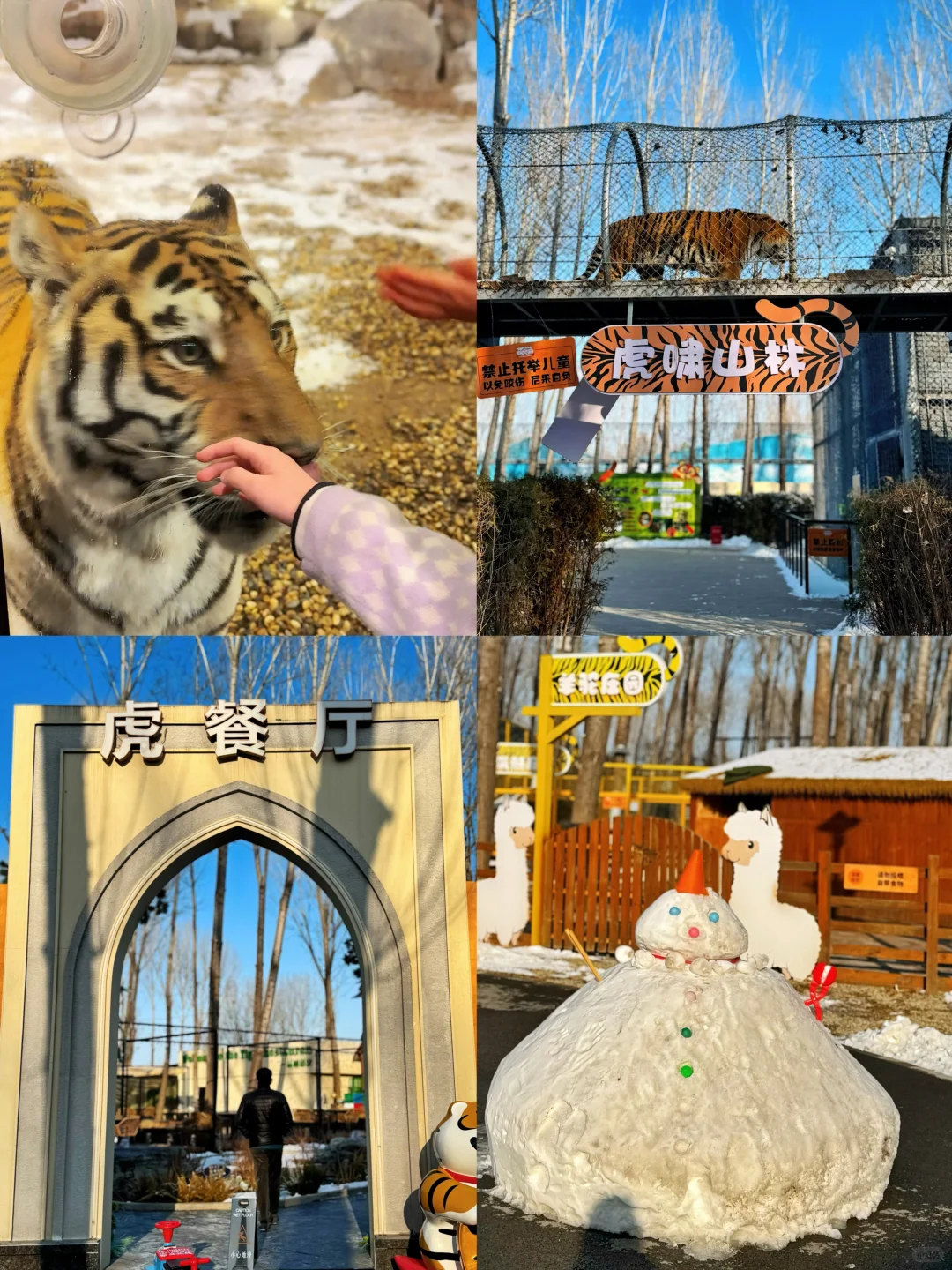 二刷虎乐园，娃玩到天黑不肯回家