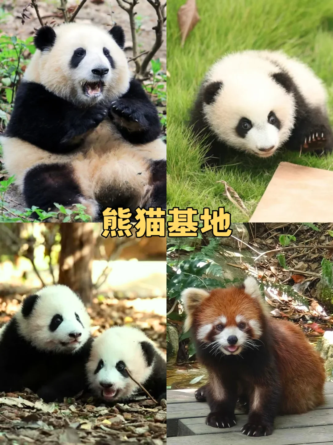 元旦必看🔥九寨沟+三星堆高铁3日游