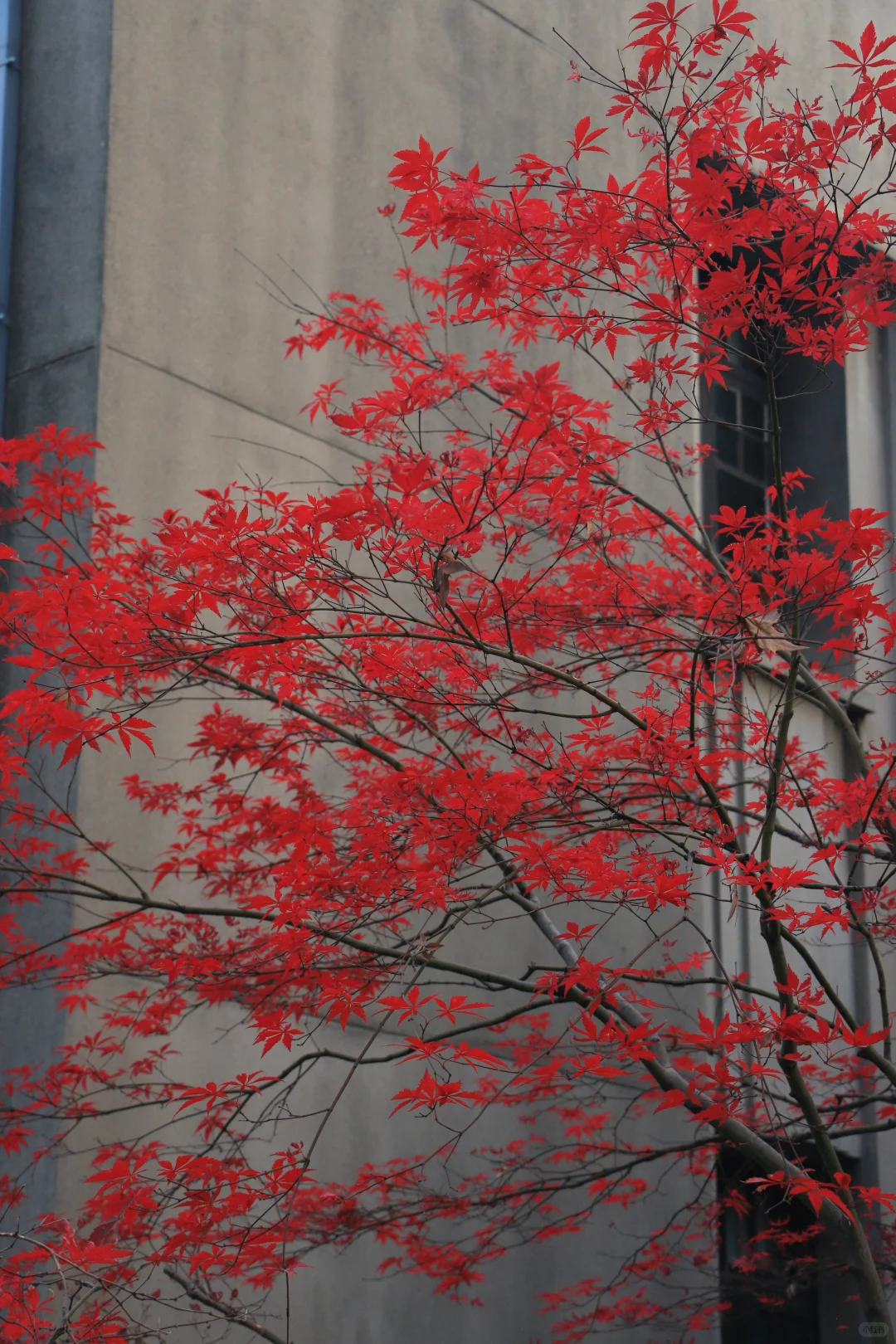 广东佬南京苏州旅游一星期总结