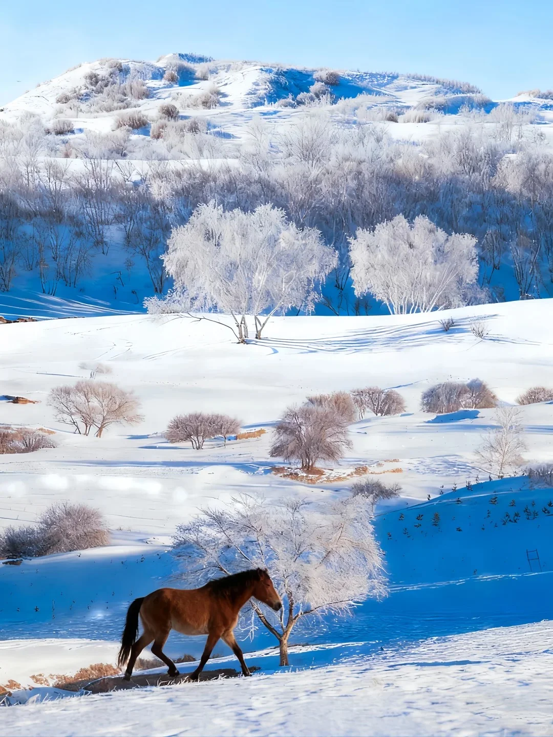 草原美食+纯玩|乌兰布统攻略