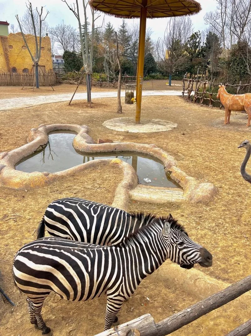 银基动物王国淡季爽到飞起🌟保姆级攻略