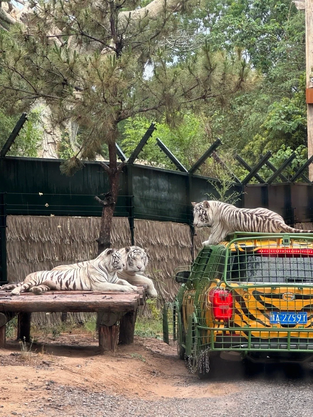 🏰【12 月郑州银基疯狂动物城攻略】