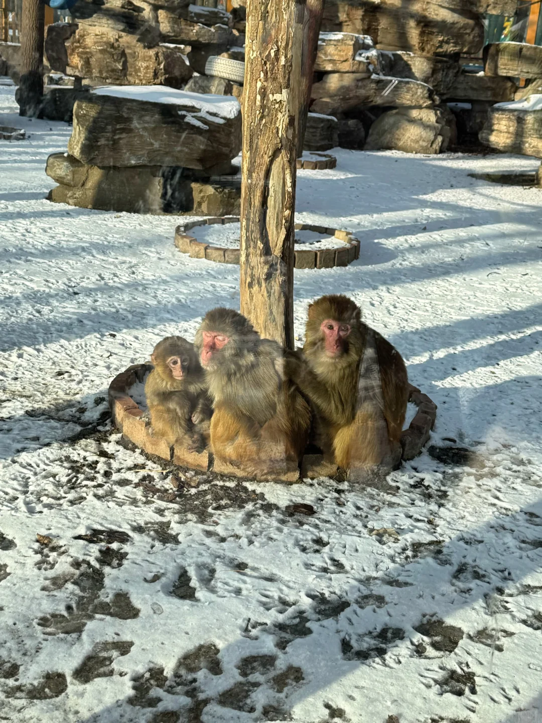 二刷虎乐园，娃玩到天黑不肯回家